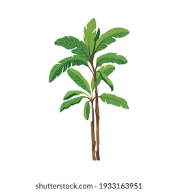 Tropical Jungle Banana Tree With Green Leaves, Flat Vector Illustration Isolated On White Background. Banana Palm Plant Simple Cut Out Cartoon Sign Or Symbol.