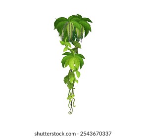 Tropical jungle forest vertical liana, vine branch. African rain forest jungle vine plant branch isolated cartoon vector line, Amazon forest nature creeper liana twig or ivy plant leaves branch