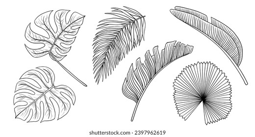 Tropical jungle leaf vector set. Monstera, banana palm leaves. Contour hand drawn illustration isolated on white. Sketch black white clip art for design packaging, cosmetic.