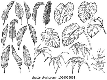 Tropical jungle leaves set