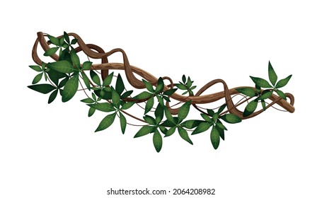 Tropical jungle lianas composition with leaves and swirling wooden stalks vector illustration