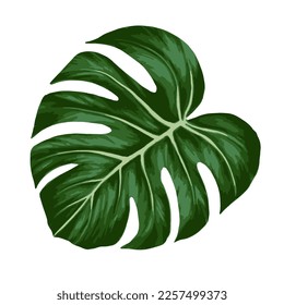Tropical jungle palm monstera leaf. Realistic hand drawn illustration. Isolated on white.