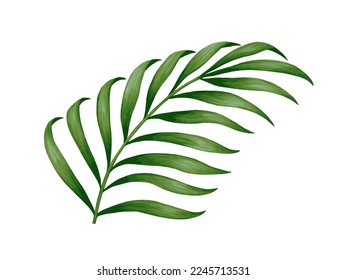 Tropical jungle palm vector leaf. Realistic hand drawn illustration. Isolated on white.