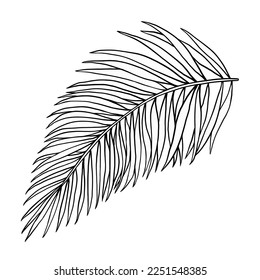 Tropical jungle palm vector leaf. Botanical hand drawn ink illustration in line art style. Isolated sketch on white.