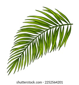 Tropical jungle palm vector leaf. Botanical colored realistic hand drawn illustration. Isolated on white.