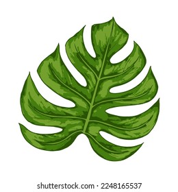 Tropical jungle palm vector monstera leaf. Botanical colored realistic hand drawn illustration. Isolated on white.
