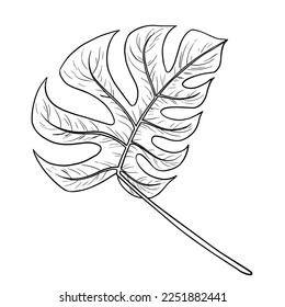 Tropical jungle palm vector monstera leaf. Botanical hand drawn ink illustration in line art style. Isolated sketch on white.