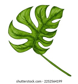 Tropical jungle palm vector monstera leaf. Botanical colored realistic hand drawn illustration. Isolated on white.