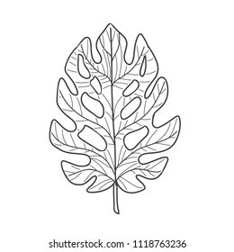 Tropical jungle plant Monstera leaf. Tropical palm leaf. Hand drawn vector illustration isolated on white background.