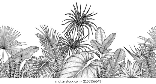 Tropical jungle seamless horizontal vector pattern in engraving style  Graphic linear palm   banana leaves  monstera  elephant ear leaf  aralia  strelitzia