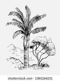 Tropical landscape with palm trees.. Hand drawn outline  