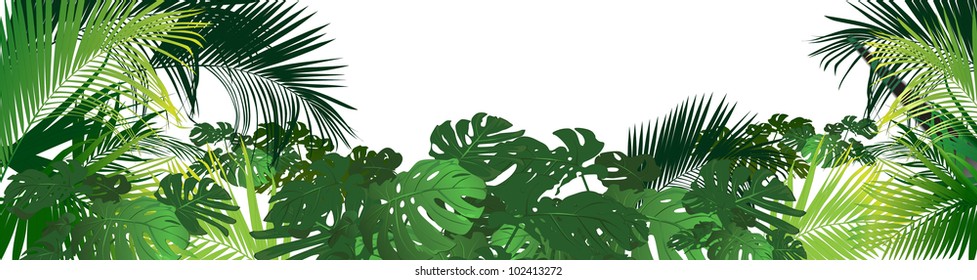 tropical landscape (tropical plants a vector drawing)