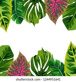 Tropical leaf background