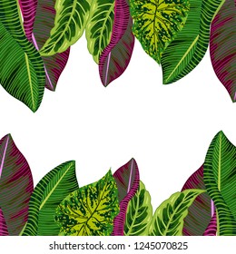 Tropical leaf background