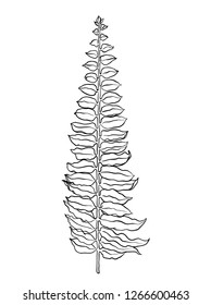 Tropical leaf. Botanical hand drawn illustration on white background.
