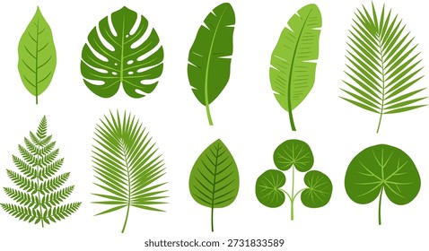 Coleção de Folhas Tropicais, Conjunto de Vetores Planas de Monstera, Palmeira e Ilustrações Botânicas de samambaia