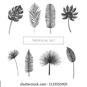 Tropical leaf collection. Vector set of hand drawn exotic plants. Monstera, fan palm, banana leaf, bird of paradise leaf, aralia, papyrus, fern frond. Vintage isolated floral graphic elements.