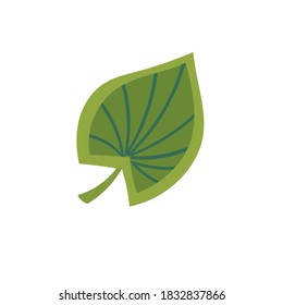 Tropical leaf. Decorative sheet. Jungle.