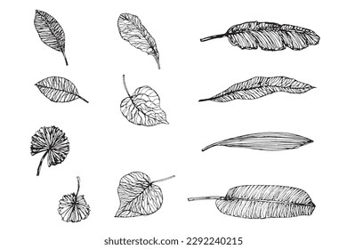 Tropical leaf doodle drawing, ink drawing vector graphic element, tree branch contour drawing icon set, hand drawing leaf isolated on white background, botanical illustration coloring clipart