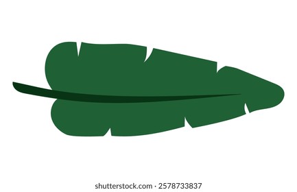 tropical leaf. Exotic green banana leaf in a flat style. Banana leaves, tropical plants are highlighted on a white background. Green insulated sheet. An elongated, green leaf