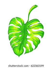 Tropical leaf of exotic monstera tree. Vector