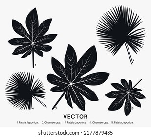 Tropical Leaf of Fatsia Japonica and Chamaerops Plant. Set of palm leaves silhouette. Isolated on white background design vector element set