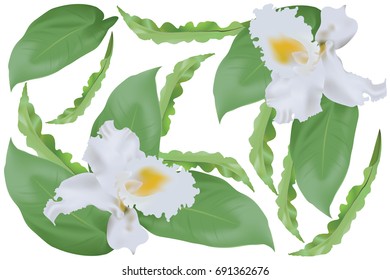 Tropical leaf and flower background pattern, illustration vector