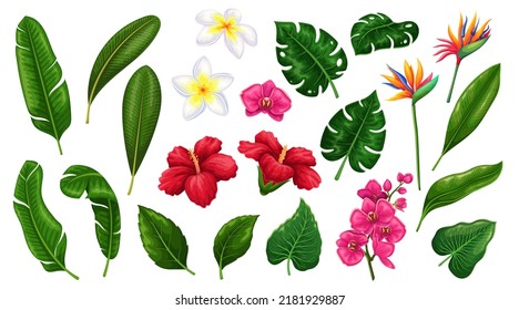 Tropical leaf and flower, floral set vector illustration. Cartoon isolated collection of tropics with green exotic plants, palm tree leaf and jungle foliage, pink blossom of beach paradise and garden