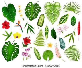 Tropical leaf and flowers. Vector exotic hibiscus, banana palm or monstera leaf and fern plant, cyperus or orchid and plumeria blossom with spath or peace lily and bamboo