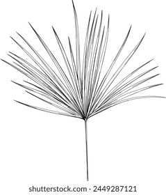 Tropical leaf hand drawn. Black and white engraved ink art. Isolated leaf illustration element on white background.