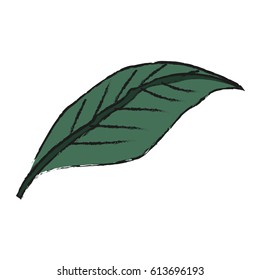 tropical leaf icon