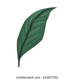 tropical leaf icon