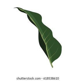 tropical leaf icon