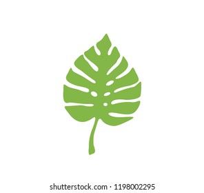 Tropical leaf icon.  Botanic tropic leaf. Wide leaf icon. 