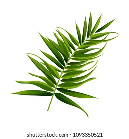 Tropical Leaf Icon isolated on White Background. Vector Illustration. Nature Realistic Decorative Design. Forest Pattern Element for Fashion, Web, Holidays, Travel.