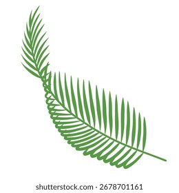 Symbol für tropische Blätter. Sommerpalmenblatt. Handgezeichnete Vektorgrafik. Entwurfsvorlage für Grußkarten. Dekorationskonzept