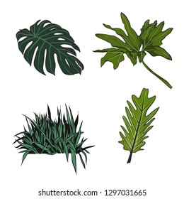 Tropical leaf illustration