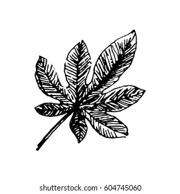 Tropical leaf illustration