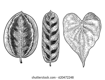 Tropical leaf illustration, drawing, engraving, ink, line art, vector