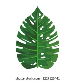 Tropical leaf isolated