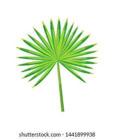 Tropical leaf isolated icon closeup vector. Fan green palm exotic plant foliage. Greenery for decoration and summer design, natural element vector