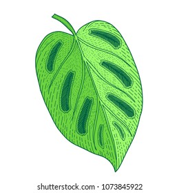 Tropical  leaf isolated on white. Hand drawn vector illustration.