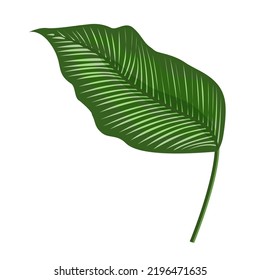 A tropical leaf isolated on a white background.Vector illustration.