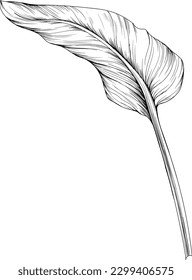 Hoja tropical aislada en blanco. Ilustración vintage dibujada a mano.