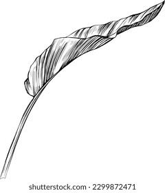 Tropical leaf isolated on white. Hand drawn vintage illustration.