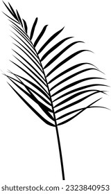 Tropical leaf isolated on white. Silhouette plant illustration.