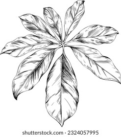 Tropical leaf isolated on white. Hand drawn vintage illustration.