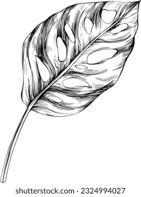 Tropical leaf isolated on white. Hand drawn vintage illustration.