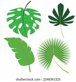 tropical leaf Jungle plants. Calathea, Monstera and palm leaves. Realistic vector illustration 