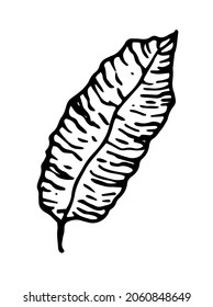 the tropical leaf is long drawn . Isolated black outline on a white background for a design template. a hand-drawn tropical leaf, long with veins, arranged vertically. black and white texture of plant